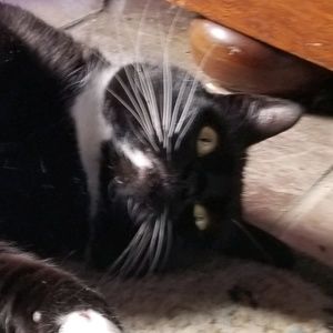 Meet your Posher, Torin